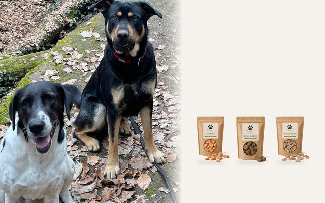 Zwei Hunde auf einem Waldweg, daneben gefriergetrocknetes Lachsfilet, Rindergulasch und Hühnermägen von Bark Boutique