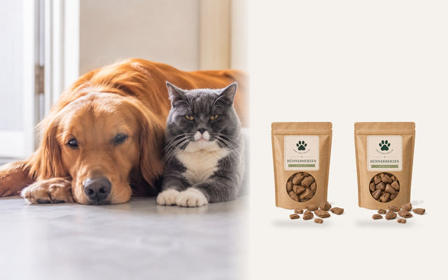 Golden Retriever und graue Katze liegen nebeneinander, daneben Hühnerherzen von Bark Boutique in der Katzen- und der Hundegröße