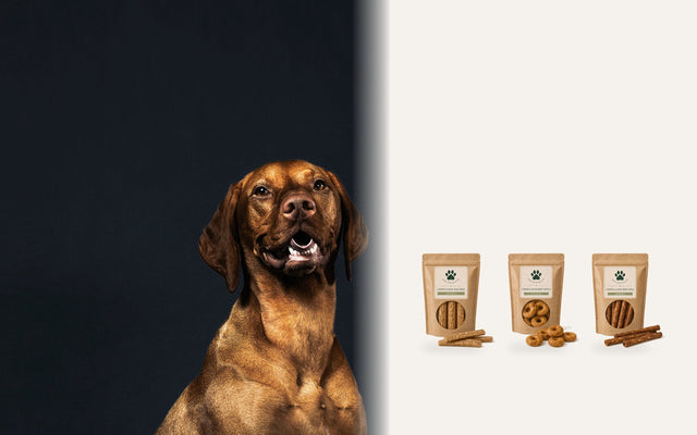 Kräftiger Hund im Sitz neben den drei Chewllagen-Kollagensnacks von Bark Boutique