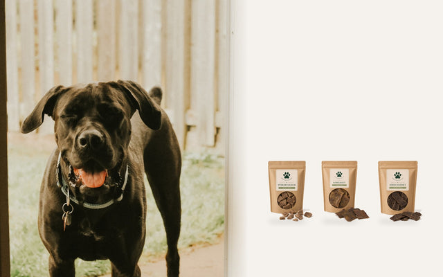 Hund ruht im Türrahmen, daneben die Monoprotein-Snacks Pferdefleisch, Kamelhaut und Hirschjerky