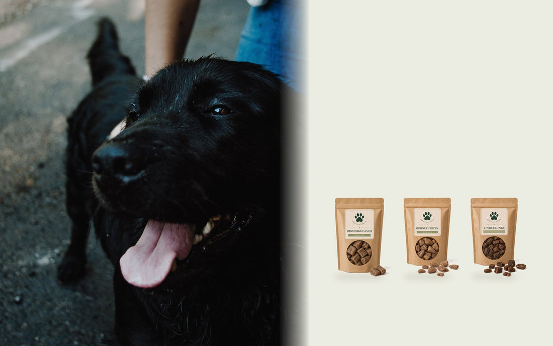 Schwarzer Hund beim Spaziergang an der Leine, daneben Rindergulasch, Hühnerherzen und Rinderlunge von Bark Boutique