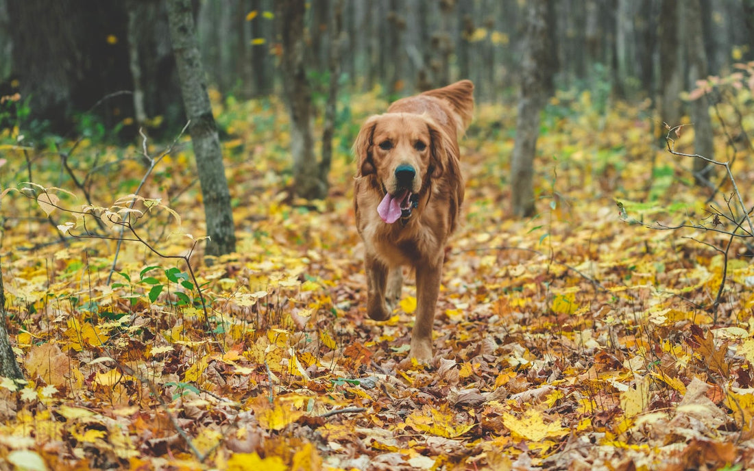 Golden Retriever läuft durch dichtes Herbstlaub im Wald
