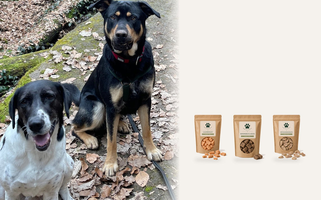Zwei Hunde auf einem Waldweg, daneben gefriergetrocknetes Lachsfilet, Rindergulasch und Hühnermägen von Bark Boutique