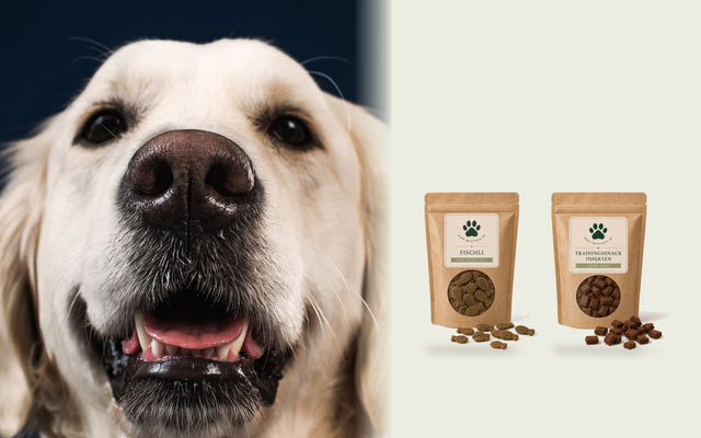 Golden Retriever mit offenem Maul neben zwei kleinen Trainingssnacks von Bark Boutique