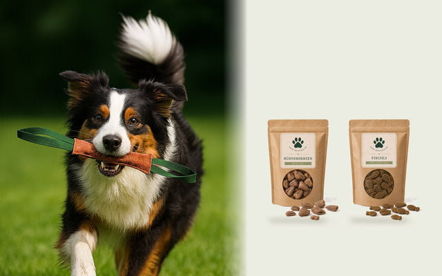 Australian Shepherd läuft mit Spielzeug im Maul über die Wiese, daneben Hühnerherzen und Fischli als Trainingsbelohnung
