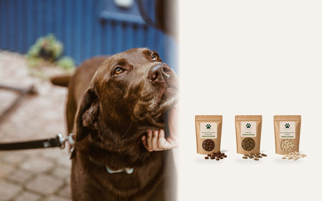 Brauner Labrador schaut erwartungsvoll zur Hand seines Menschen, daneben drei Trainingssnacks von Bark Boutique