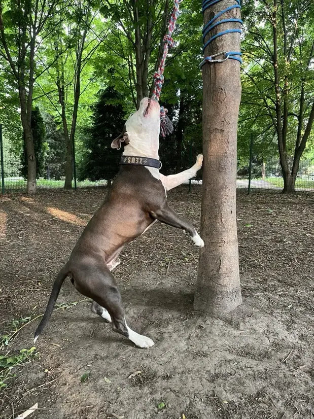 Power Tug – Outdoor-Zugspielzeug für energiegeladene Hunde